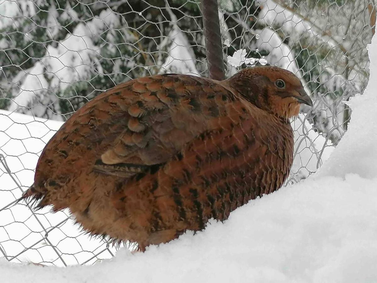 Appartamento Accogliente Di Montagna A Cavagnago Faido Exterior photo